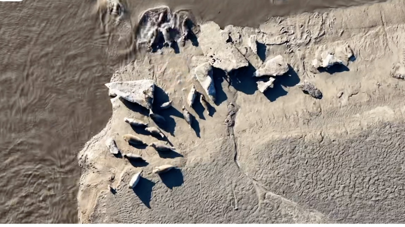 Spotted_Seals_Thrive_in_Liaodong_Bay_as_Ice_Melts_in_2026 video poster