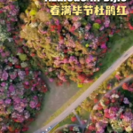 Spring_Blooms_in_Bijie__Guizhou_s_100_Mile_Azalea_Spectacle video poster