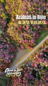 Spring_Blooms_in_Bijie__Guizhou_s_100_Mile_Azalea_Spectacle video poster