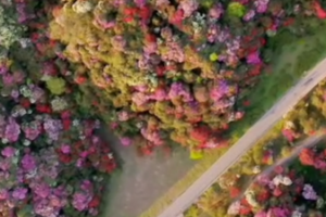 Spring_Blooms_in_Bijie__Guizhou_s_100_Mile_Azalea_Spectacle video poster