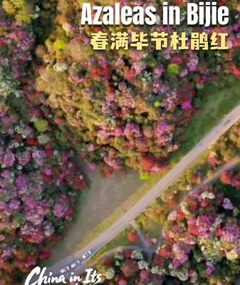 Spring_Blooms_in_Bijie__Guizhou_s_100_Mile_Azalea_Spectacle video poster