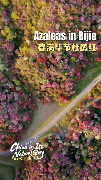 Spring_Blooms_in_Bijie__Guizhou_s_100_Mile_Azalea_Spectacle video poster