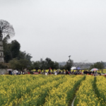 Spring_Blossoms_Fuel_Rural_Revival_in_China video poster