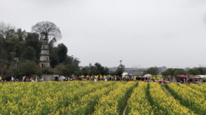 Spring_Blossoms_Fuel_Rural_Revival_in_China video poster