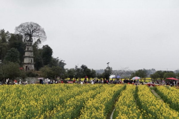 Spring_Blossoms_Fuel_Rural_Revival_in_China video poster
