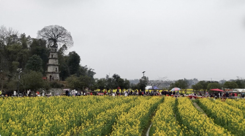 Spring_Blossoms_Fuel_Rural_Revival_in_China video poster