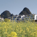 Spring_Blossoms_Transform_China_s_Countryside_into_Tourist_Havens video poster