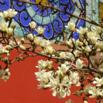 Spring_Magnolias_Illuminate_Beijing_s_Temple_of_Heaven_in_2026