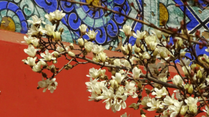 Spring_Magnolias_Illuminate_Beijing_s_Temple_of_Heaven_in_2026