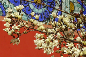 Spring_Magnolias_Illuminate_Beijing_s_Temple_of_Heaven_in_2026