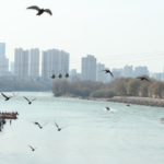 Spring_Revitalizes_Yellow_River_Ecosystem_in_Gansu video poster