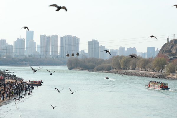 Spring_Revitalizes_Yellow_River_Ecosystem_in_Gansu video poster