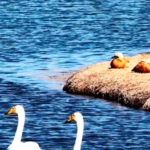 Spring_Revives_Gansu_s_Yellow_River_Wetlands_as_Wildlife_Thrives_in_2026 video poster