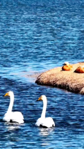 Spring_Revives_Gansu_s_Yellow_River_Wetlands_as_Wildlife_Thrives_in_2026 video poster