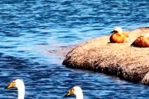 Spring_Revives_Gansu_s_Yellow_River_Wetlands_as_Wildlife_Thrives_in_2026 video poster