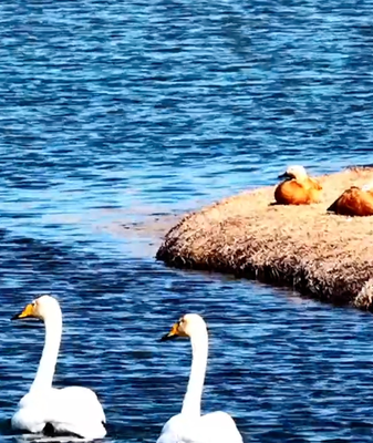 Spring_Revives_Gansu_s_Yellow_River_Wetlands_as_Wildlife_Thrives_in_2026 video poster