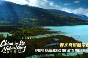 Spring_Revives_Xinjiang_s_Altai_Mountains__A_Natural_Reawakening video poster