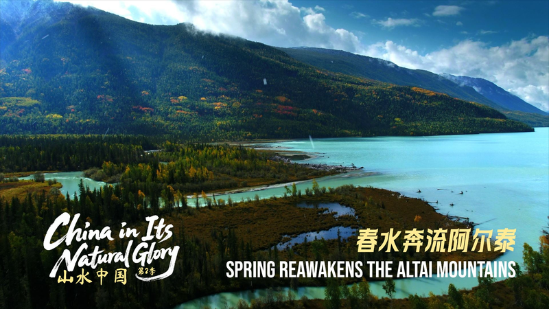 Spring_Revives_Xinjiang_s_Altai_Mountains__A_Natural_Reawakening video poster