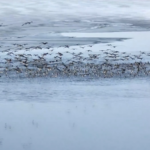 Spring_Thaw_Attracts_Migratory_Birds_to_Inner_Mongolia_Wetlands video poster