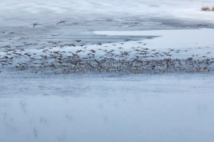 Spring_Thaw_Attracts_Migratory_Birds_to_Inner_Mongolia_Wetlands video poster