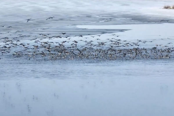 Spring_Thaw_Attracts_Migratory_Birds_to_Inner_Mongolia_Wetlands video poster
