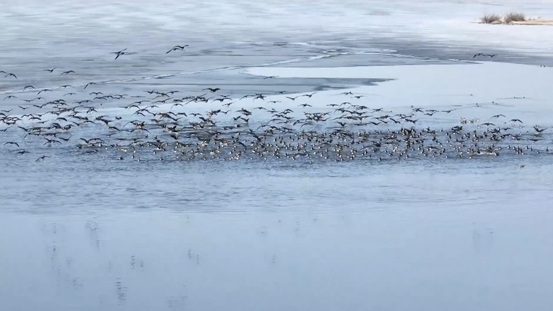 Spring_Thaw_Attracts_Migratory_Birds_to_Inner_Mongolia_Wetlands video poster