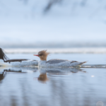 Spring_Thaw_Brings_Rare_Ducks_Back_to_Jilin_s_Manjiang_River