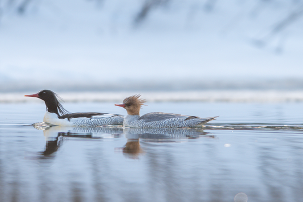 Spring_Thaw_Brings_Rare_Ducks_Back_to_Jilin_s_Manjiang_River