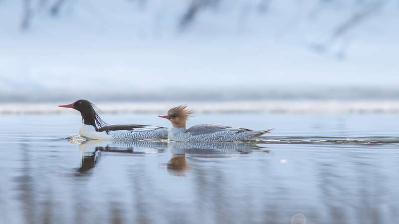 Spring_Thaw_Brings_Rare_Ducks_Back_to_Jilin_s_Manjiang_River