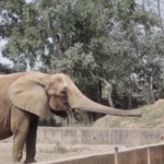 Tanzania_Weighs_Lifting_Decade_Old_Wildlife_Trade_Ban_Amid_Rising_Conflicts - Khabar Asia Tanzania_Weighs_Lifting_Decade_Old_Wildlife_Trade_Ban_Amid_Rising_Conflicts