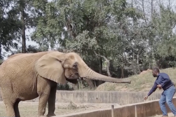 Tanzania_Weighs_Lifting_Decade_Old_Wildlife_Trade_Ban_Amid_Rising_Conflicts