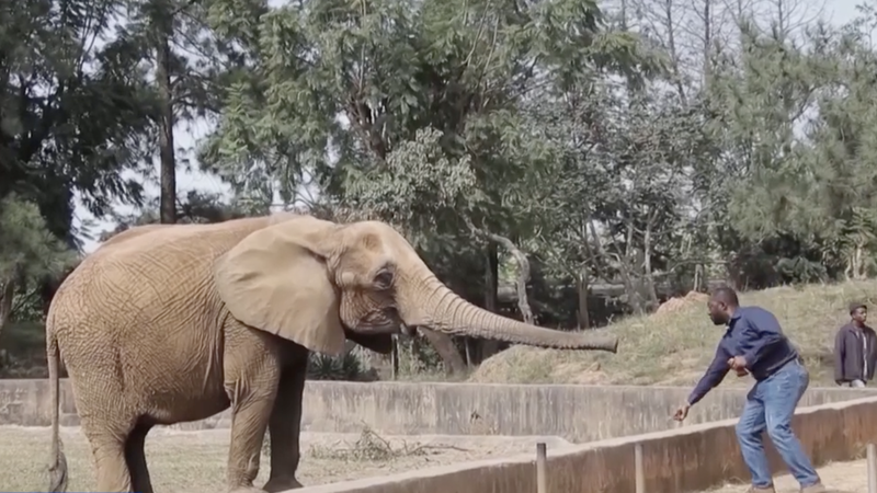 Tanzania_Weighs_Lifting_Decade_Old_Wildlife_Trade_Ban_Amid_Rising_Conflicts