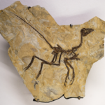 Tiny_Dinosaur_Discovery_Challenges_Patagonia_s__Age_of_Giants__Narrative