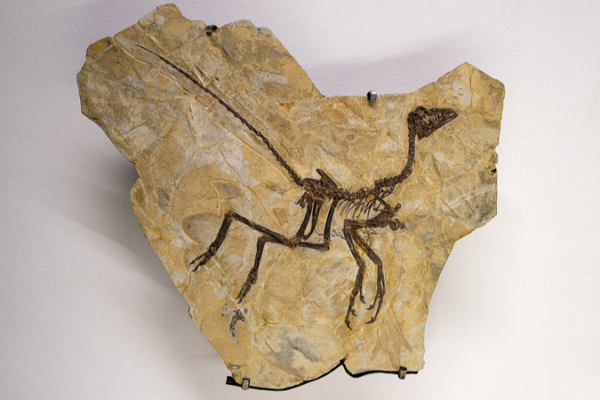 Tiny_Dinosaur_Discovery_Challenges_Patagonia_s__Age_of_Giants__Narrative