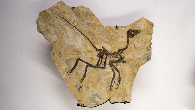 Tiny_Dinosaur_Discovery_Challenges_Patagonia_s__Age_of_Giants__Narrative