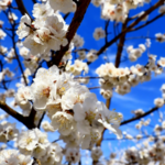 Turpan_s_Apricot_Blossoms_Paint_Xinjiang_in_Spring_Hues video poster