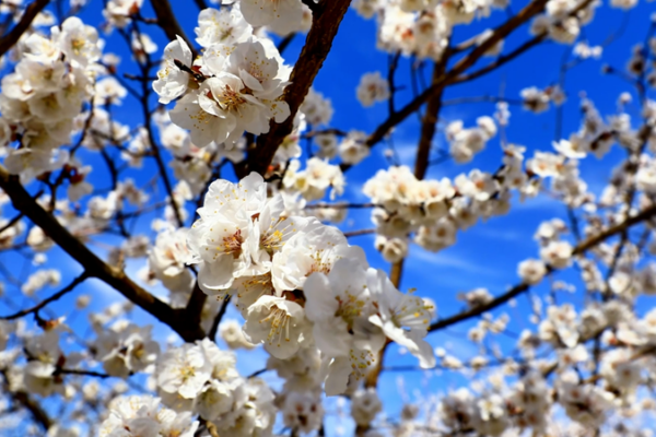 Turpan_s_Apricot_Blossoms_Paint_Xinjiang_in_Spring_Hues video poster