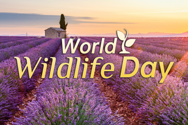 World_Wildlife_Day_2026_Spotlights_Conservation_of_Medicinal_Plants