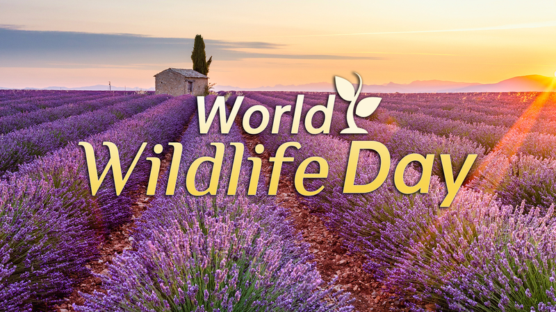 World_Wildlife_Day_2026_Spotlights_Conservation_of_Medicinal_Plants - Khabar Asia World_Wildlife_Day_2026_Spotlights_Conservation_of_Medicinal_Plants