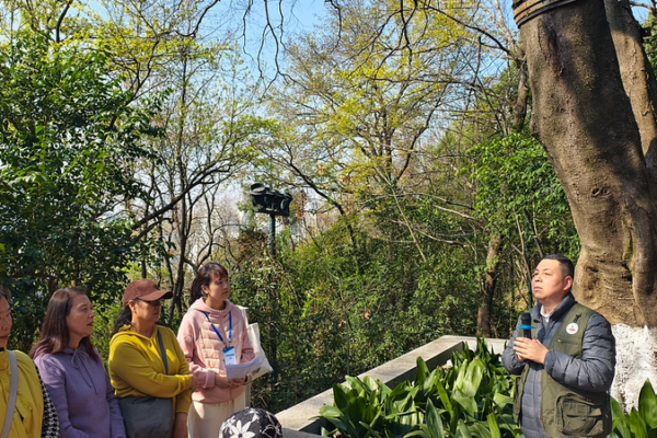 Wuhan_Residents_Rally_to_Protect_120_Year_Old_Tree_in_Urban_Conservation_Effort