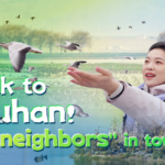 Wuhan_s_Wetland_Revival__Migratory_Birds_Thrive_Alongside_Megacity_Development video poster