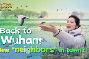 Wuhan_s_Wetland_Revival__Migratory_Birds_Thrive_Alongside_Megacity_Development video poster