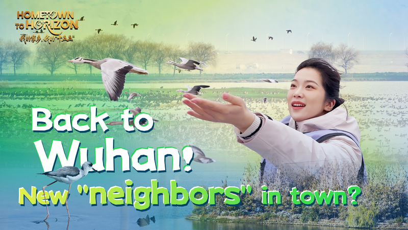 Wuhan_s_Wetland_Revival__Migratory_Birds_Thrive_Alongside_Megacity_Development video poster