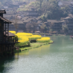 Wujiangzhai_s_Golden_Rapeseed_Blooms_Herald_Spring_in_Guizhou