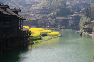 Wujiangzhai_s_Golden_Rapeseed_Blooms_Herald_Spring_in_Guizhou