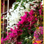 Wuzhishan_s_Spring_Blossoms_Paint_Hainan_in_Vivid_Hues video poster