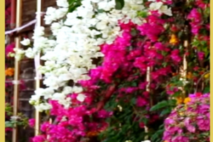 Wuzhishan_s_Spring_Blossoms_Paint_Hainan_in_Vivid_Hues video poster