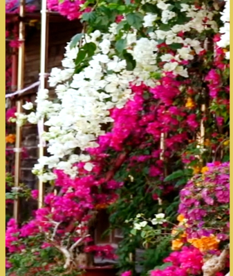 Wuzhishan_s_Spring_Blossoms_Paint_Hainan_in_Vivid_Hues video poster