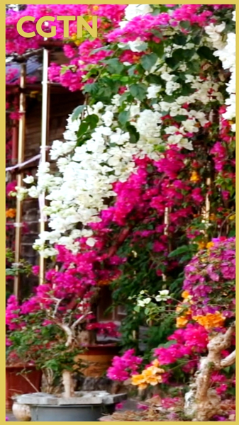 Wuzhishan_s_Spring_Blossoms_Paint_Hainan_in_Vivid_Hues video poster