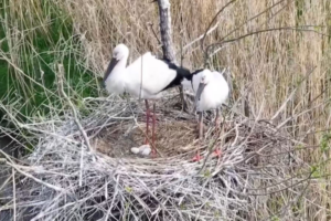 Endangered Oriental Stork Chick Hatches in China’s Dongting Lake, Marking Conservation Milestone video poster